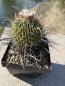 Preview: Stenocactus crispatus